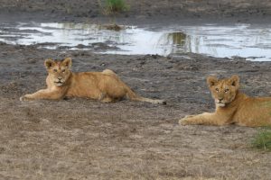 Serengeti-Nationalpark