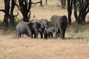 Serengeti-Nationalpark