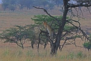Serengeti-Nationalpark - Fahrt zum Ngorongoro Krater, der Leopard