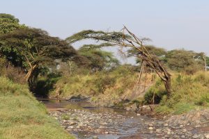 Serengeti-Nationalpark - Fahrt zum Ngorongoro Krater