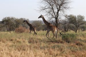 Serengeti-Nationalpark - Fahrt zum Ngorongoro Krater