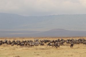 Ngorongoro Krater