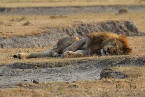 Ngorongoro Krater