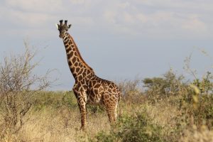 Fahrt zum Amboseli Nationalpark