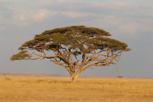 Amboseli Nationalpark 