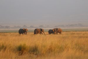Amboseli Nationalpark 