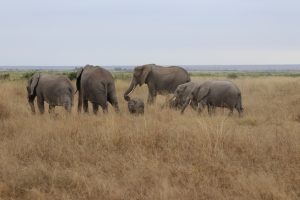 Amboseli Nationalpark
