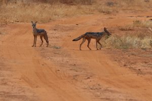 Tsavo Ost Nationalpark 
