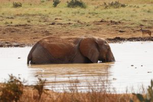 Tsavo Ost Nationalpark - Elefanten Bad, Fotoserie