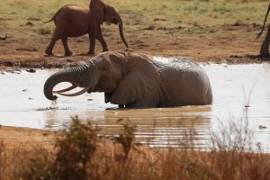 Tsavo Ost Nationalpark - Elefanten Bad, Fotoserie