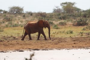 Tsavo Ost Nationalpark