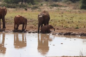 Tsavo Ost Nationalpark - Elefanten Baby Bad