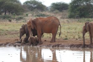 Tsavo Ost Nationalpark - Mit Muttis Hilfe aus der Badewanne :-)