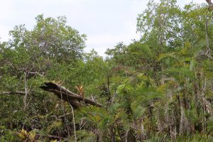 Manuel Antonio Nationalpark - Regenwald, Strand und Tierwelt